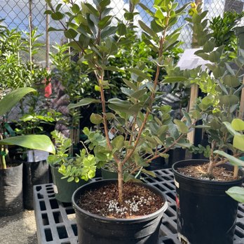 Koolau Farmers - Red ohia lehua - Nurseries & Gardening Near Me - Honolulu, Hawaii