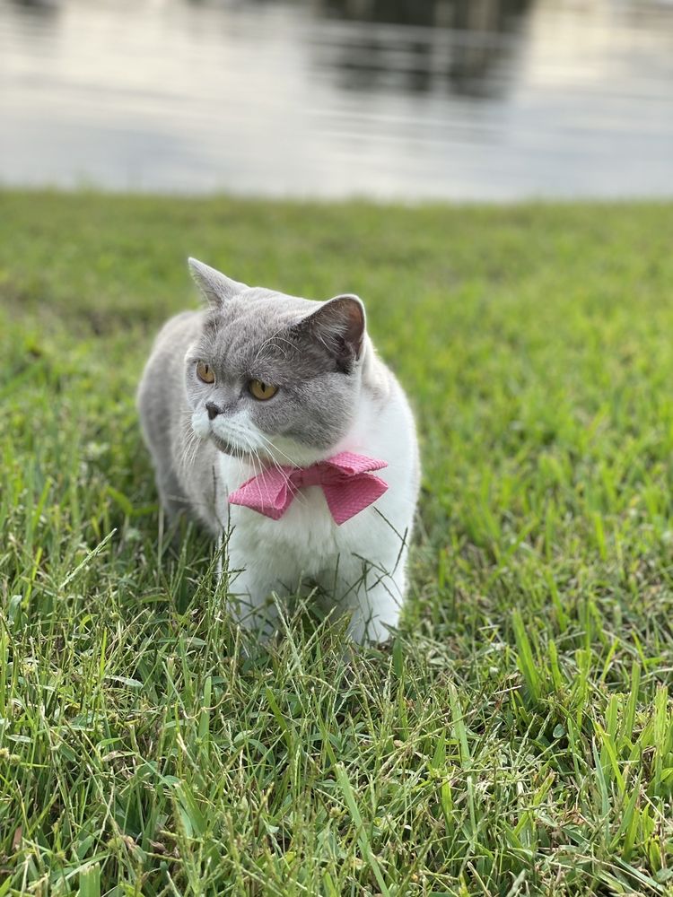 Fancy Pets Image