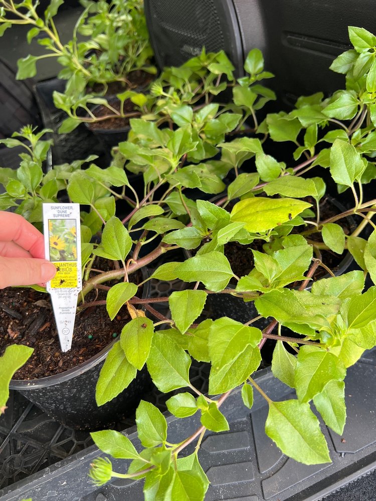 LAMBERTS NURSERY Updated July 2024 4435 US Hwy 1 S, St. Augustine