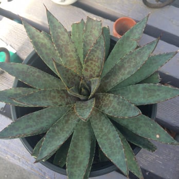 Exotic Gardens - Rare succulent I've never seen before - Nurseries & Gardening Near Me - El Cajon, California