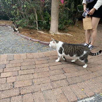 Ernest Hemingway Home  - Cats cats and more cats - Museums Near Me - Key West, Florida