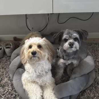 Midas Dog Training - Pet Training Near Me Midas Dog Training - Pet Training Near Me