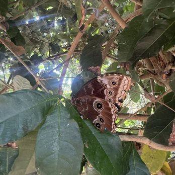 Butterfly Wonderland - Botanical Gardens Near Me - Scottsdale, Arizona