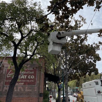Arborland Tree Service - Tree Services Near Me Arborland Tree Service - Tree Services Near Me