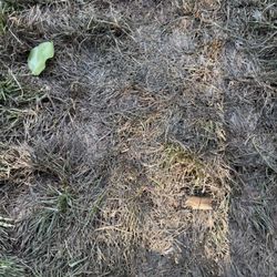 Super-Sod