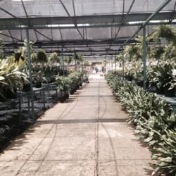 Vivero Plantas de Caparra