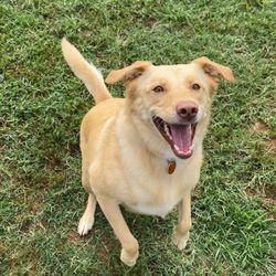 Sheba's Doggy Day Camp - Violet at camp