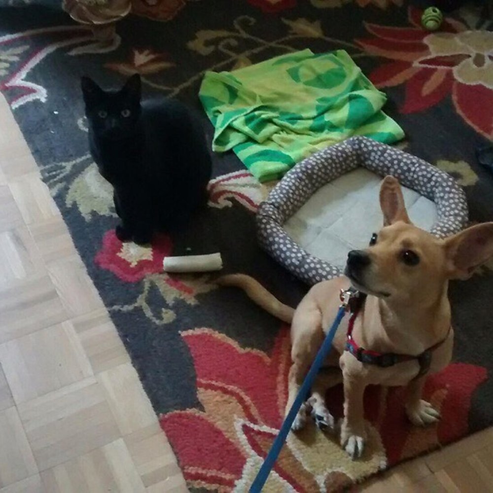 StarChoice Services - Chris taking such good care of our pets!! - Dog Walkers Near Me - Manhattan, New York StarChoice Services - Chris taking such good care of our pets!! - Dog Walkers Near Me - Manhattan, New York
