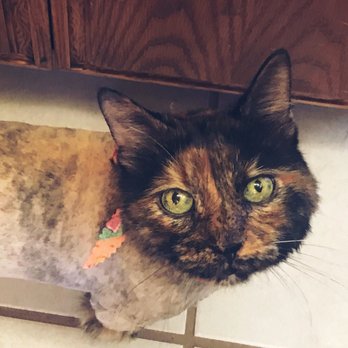 Paw House - Pet Groomers Near Me - Cypress, California Paw House - Pet Groomers Near Me - Cypress, California