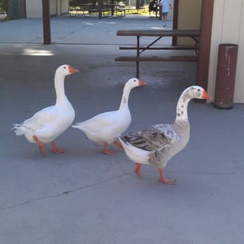 Mountain Lakes Resort - Geese! - Campgrounds Near Me - Lytle Creek, California Mountain Lakes Resort - Geese! - Campgrounds Near Me - Lytle Creek, California