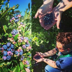 Hazel Blue Acres - My husband and I picking in July. Love this place!
