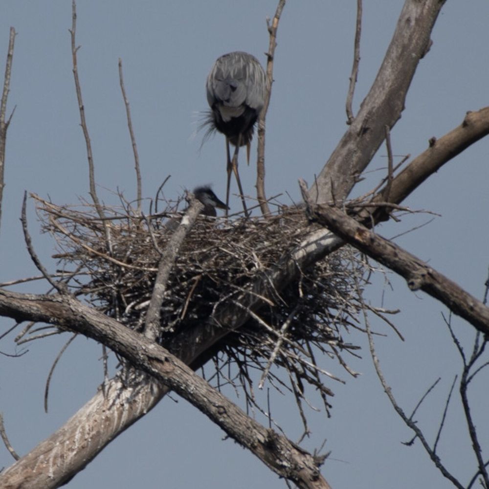 Conestee Nature Preserve - Blue heron guarding young - Community Service/Non-Profit Near Me - Greenville, South Carolina Conestee Nature Preserve - Blue heron guarding young - Community Service/Non-Profit Near Me - Greenville, South Carolina