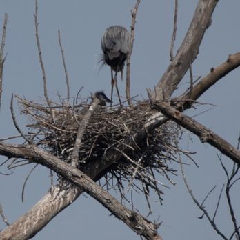 Conestee Nature Preserve - Blue heron guarding young - Community Service/Non-Profit Near Me - Greenville, South Carolina Conestee Nature Preserve - Blue heron guarding young - Community Service/Non-Profit Near Me - Greenville, South Carolina