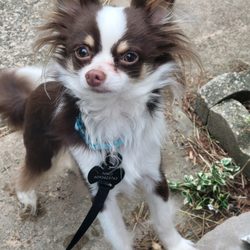 Montville Animal Hospital - Nikko..