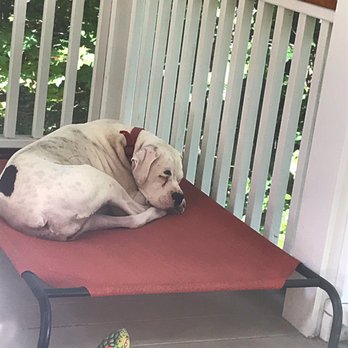 Suntar's Kennels - Sleeping like a baby after a visit to Suntar's! - Pet Sitting Near Me - Saco, Maine