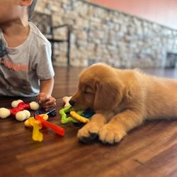 Petland Sarasota - The cutest puppy ever!