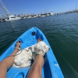 Channel Islands Kayak Center - Puppy enjoying marina views