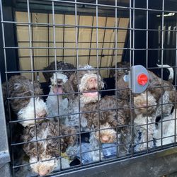 Sunvet Animal Wellness Clinic - Puppies