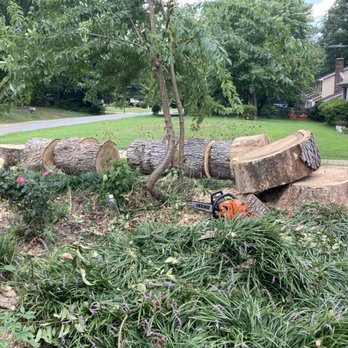 Liberty Tree Professional’s - Dead oak down and cut up - Tree Services Near Me Liberty Tree Professional’s - Dead oak down and cut up - Tree Services Near Me