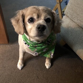 Dirty Dog Solutions - Belle - Pet Groomers Near Me Dirty Dog Solutions - Belle - Pet Groomers Near Me