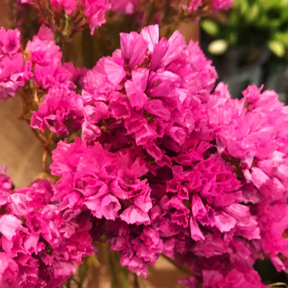 VICTORIA PARK FLOWERS 32 Photos 2/194 Victoria St, Auckland, New