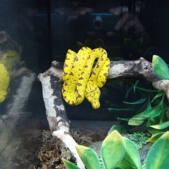 Twin Cities Reptiles - A baby Green Tree Python - amazing colors! - Pet Stores Near Me - Saint Paul, Minnesota Twin Cities Reptiles - A baby Green Tree Python - amazing colors! - Pet Stores Near Me - Saint Paul, Minnesota