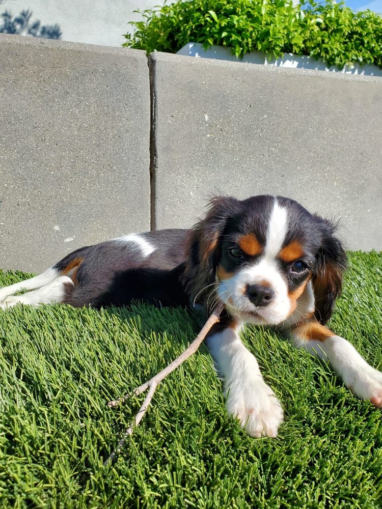 QUAIL ANIMAL HOSPITAL 117 Photos & 387 Reviews 6765 Quail Hill Pkwy