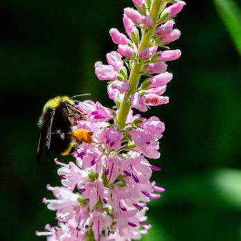 Filoli - bumblebee - Botanical Gardens Near Me - Woodside, California