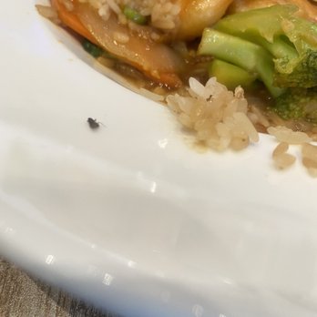 Wild Ginger - Dead gnat on my plate - Sushi Bars Near Me - Daytona Beach, Florida