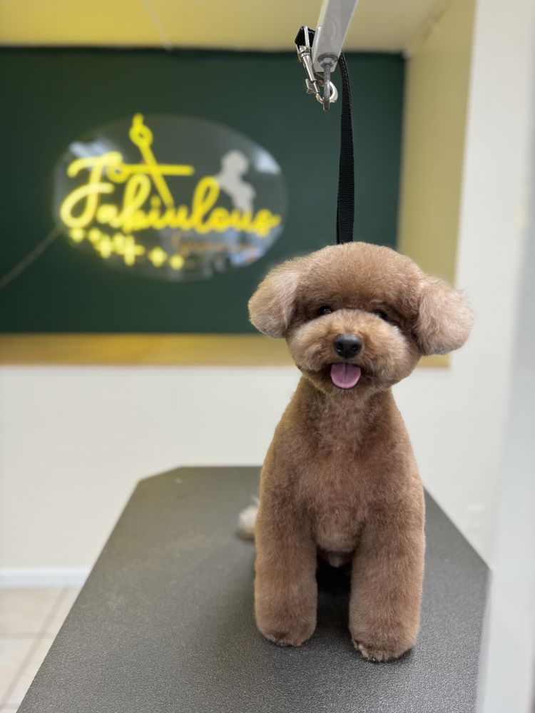 FABIULOUS GROOMING Updated September 2024 49 Photos San Diego