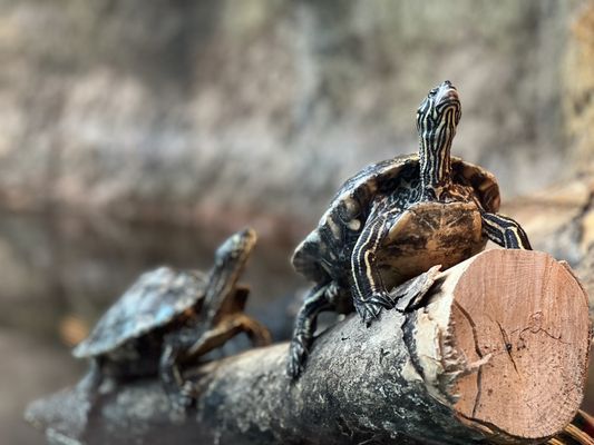 Zoo Atlanta by null