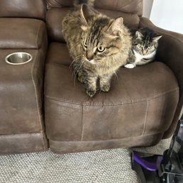 Cats groomed