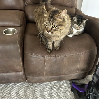 Cozy Home Pet Services - Cats groomed - Pet Sitting Near Me - Tustin , California Cozy Home Pet Services - Cats groomed - Pet Sitting Near Me - Tustin , California