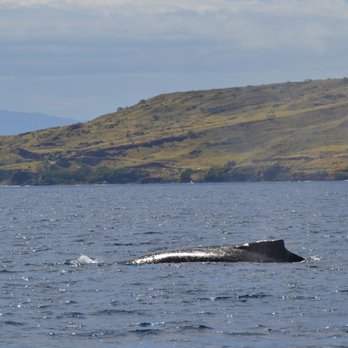 Elegant Escapes Travel - Whale watching! - Travel Agents Near Me Elegant Escapes Travel - Whale watching! - Travel Agents Near Me