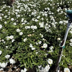 Pine Hills Nursery
