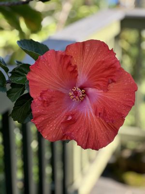 Garden of Eden Arboretum by null