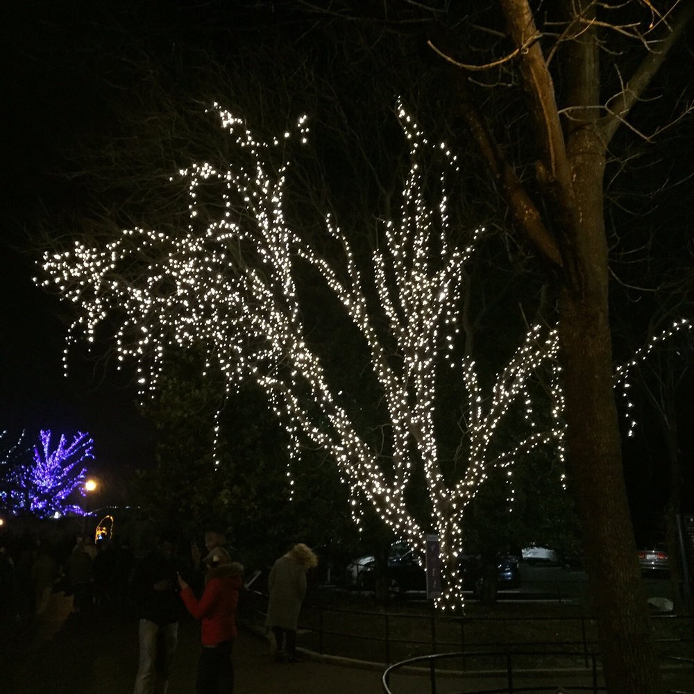 ZooLights - A glistening white tree. - Zoos Near Me - Washington, DC, District of Columbia