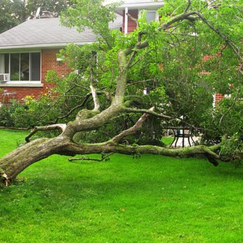 The Branch Manager Tree Service - untitled - Tree Services Near Me - Jacksonville, Florida The Branch Manager Tree Service - untitled - Tree Services Near Me - Jacksonville, Florida