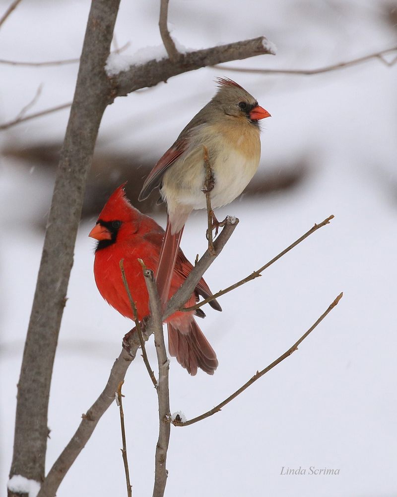 Mountain Meadows Bed and Breakfast