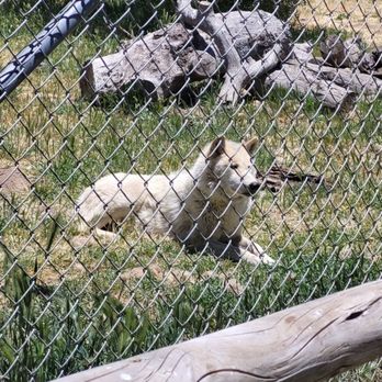 California Wolf Center - Beautiful Poppy - Zoos Near Me - Julian, California