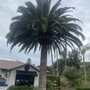 Photo of Santos Pena Tree Care and Services