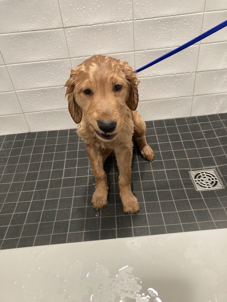 CHIPPER & COCO Updated September 2024 120 District Blvd E, Jackson