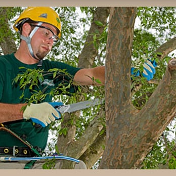 Kathy's Tree & Stump Removal - Tree Services Near Me - Council Bluffs, Iowa Kathy's Tree & Stump Removal - Tree Services Near Me - Council Bluffs, Iowa