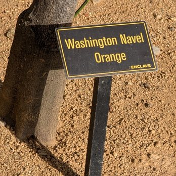 The Enclave - Washington Navel Orange - Shopping Centers Near Me - Torrance, California The Enclave - Washington Navel Orange - Shopping Centers Near Me - Torrance, California