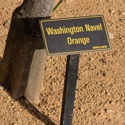 The Enclave - Washington Navel Orange