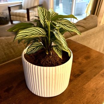 Pigment - Repotted and happy - Home Decor Near Me - San Diego, California