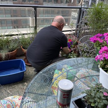 Urban Gardens By Paul - Paul hard at work - Gardeners Near Me Urban Gardens By Paul - Paul hard at work - Gardeners Near Me
