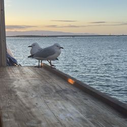 Boat Shed Cafe - Watchful friends