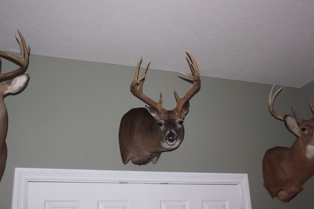 On Target Taxidermy - taxidermy in Raleigh, NC