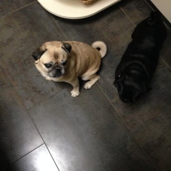 Little Bear Pet Care - Pet Services Near Me Little Bear Pet Care - Pet Services Near Me